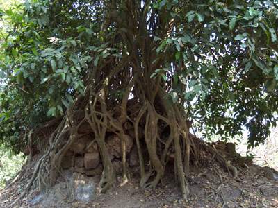 201102a/Angkor_trees_01.jpg