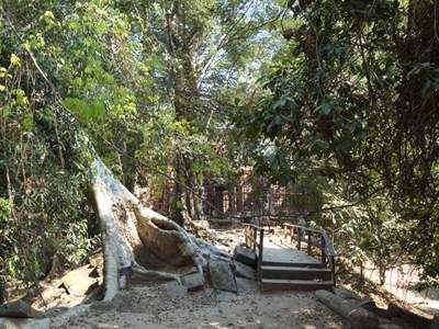 201102a/Angkor_trees_03.jpg