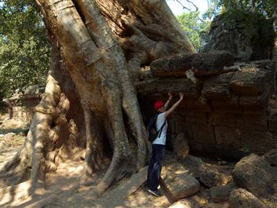 201102a/Angkor_trees_04.jpg