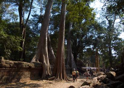 201102a/Angkor_trees_05.jpg
