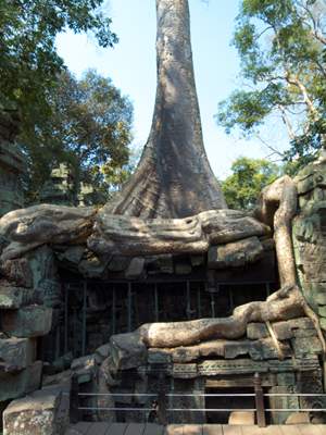 201102a/Angkor_trees_07.jpg