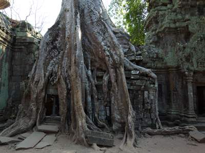 201102a/Angkor_trees_08.jpg