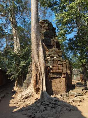 201102a/Angkor_trees_09.jpg
