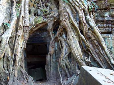 201102a/Angkor_trees_11.jpg