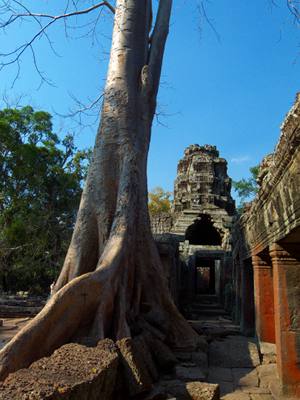 201102a/Angkor_trees_12.jpg