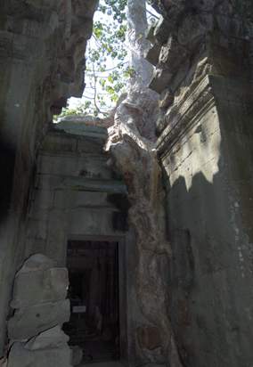 201102a/Angkor_trees_13.jpg