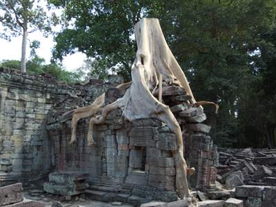 201102a/Angkor_trees_14.jpg