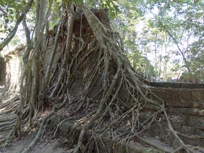 201102a/Angkor_trees_15.jpg