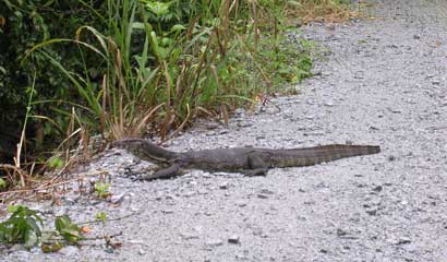 200508/Sungei_Buloh_5.jpg