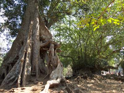 201102a/Angkor_trees_02.jpg